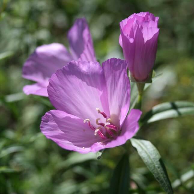 Pink flower of farewell-to-spring (Clarkia amoena). One of 150+ species of Pacific Northwest native plants available at Sparrowhawk Native Plants, Native Plant Nursery in Portland, Oregon. 