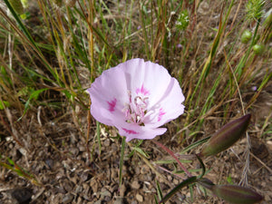 Pink flower of farewell-to-spring (Clarkia amoena). One of 100+ species of Pacific Northwest native plants available at Sparrowhawk Native Plants, Native Plant Nursery in Portland, Oregon. 