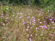 Load image into Gallery viewer, A wild population of pink flowering farewell-to-spring (Clarkia amoena). One of 100+ species of Pacific Northwest native plants available at Sparrowhawk Native Plants, Native Plant Nursery in Portland, Oregon. 