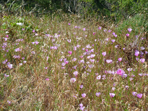 A wild population of pink flowering farewell-to-spring (Clarkia amoena). One of 150+ species of Pacific Northwest native plants available at Sparrowhawk Native Plants, Native Plant Nursery in Portland, Oregon. 