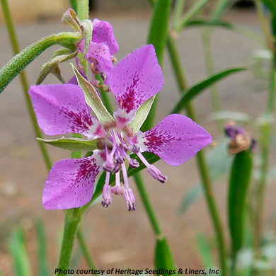Close-up of the showy pink flower of Diamond Clarkia (Clarkia rhomboidea). One of many species of Pacific Northwest native wildflowers available at Sparrowhawk Native Plants, Native Plant Nursery in Portland, Oregon.