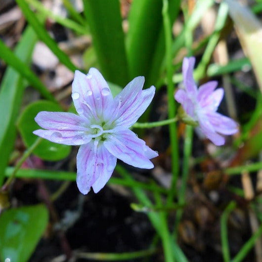 Close up of the white with pink candy-striped flowers of candyflower or miner's lettuce (Claytonia sibirica). One of 150+ species of Pacific Northwest native plants available at Sparrowhawk Native Plants, Native Plant Nursery in Portland, Oregon.