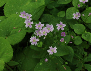 White-flowering candyflower or miner's lettuce (Claytonia sibirica). One of 150+ species of Pacific Northwest native plants available at Sparrowhawk Native Plants, Native Plant Nursery in Portland, Oregon.