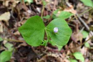 A close-up of one small candyflower or miner's lettuce plant (Claytonia sibirica) just about to bloom. One of 100+ species of Pacific Northwest native plants available at Sparrowhawk Native Plants, Native Plant Nursery in Portland, Oregon.