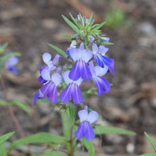 Load image into Gallery viewer, Extremely showy flowers of large-flowered blue-eyed Mary (Collinsia grandiflora). One of the 100+ species of Pacific Northwest native plants offered at Sparrowhawk Native Plant Nursery in Portland, Oregon.