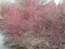 Load image into Gallery viewer, Striking red stems of a large, mature red twig dogwood thicket in winter (Cornus sericea). One of 150+ species of Pacific Northwest native plants available at Sparrowhawk Native Plants, Native Plant Nursery in Portland, Oregon.