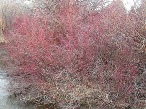Striking red stems of a large, mature red twig dogwood thicket in winter (Cornus sericea). One of 150+ species of Pacific Northwest native plants available at Sparrowhawk Native Plants, Native Plant Nursery in Portland, Oregon.