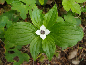 Close-up of the showy white flower of bunchberry (Cornus unalaschkensis). One of 100+ species of Pacific Northwest native plants available at Sparrowhawk Native Plants nursery in Portland, Oregon.