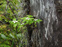Load image into Gallery viewer, White flowering bunchberry (Cornus unalaschkensis) growing on dead wood. One of 100+ species of Pacific Northwest native plants available at Sparrowhawk Native Plants nursery in Portland, Oregon.