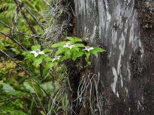 White flowering bunchberry (Cornus unalaschkensis) growing on dead wood. One of 100+ species of Pacific Northwest native plants available at Sparrowhawk Native Plants nursery in Portland, Oregon.