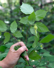 Load image into Gallery viewer, Close-up of the leaves and early fruit on Western Hazelnut (Corylus cornuta). One of many species of Pacific Northwest native shrubs available at Sparrowhawk Native Plants, Native Plant Nursery in Portland, Oregon.