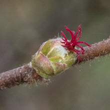 Load image into Gallery viewer, Close-up of the female flower on western hazelnut (Corylus cornuta). One of many species of Pacific Northwest native shrubs available at Sparrowhawk Native Plants, Native Plant Nursery in Portland, Oregon.