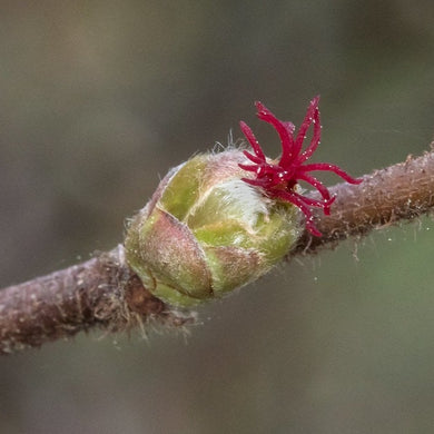 Close-up of the female flower on Western Hazelnut (Corylus cornuta). One of many species of Pacific Northwest native shrubs available at Sparrowhawk Native Plants, Native Plant Nursery in Portland, Oregon.