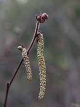 Load image into Gallery viewer, Close-up of the male catkin on western hazelnut (Corylus cornuta). One of many species of Pacific Northwest native shrubs available at Sparrowhawk Native Plants, Native Plant Nursery in Portland, Oregon.