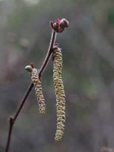 Close-up of the male catkin on western hazelnut (Corylus cornuta). One of many species of Pacific Northwest native shrubs available at Sparrowhawk Native Plants, Native Plant Nursery in Portland, Oregon.