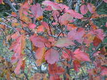 Load image into Gallery viewer, Close-up of bright red fall leaves of Douglas Hawthorn (Crataegus douglasii). Another stunning Pacific Northwest native tree available at Sparrowhawk Native Plants Nursery in Portland, Oregon.