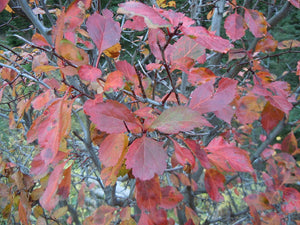 Close-up of bright red fall leaves of Douglas Hawthorn (Crataegus douglasii). Another stunning Pacific Northwest native tree available at Sparrowhawk Native Plants Nursery in Portland, Oregon.