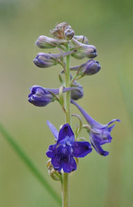 Close-up of the a flower stalk of Nuttall's Larkspur (Delphinium nuttallii) covered in blue-purple flowers. One of 100+ species of Pacific Northwest native plants available at Sparrowhawk Native Plants, Native Plant Nursery in Portland, Oregon.