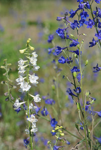 Population of purple-blue flowering Nuttall's Larkspur (Delphinium nuttallii). One of 100+ species of Pacific Northwest native plants available at Sparrowhawk Native Plants, Native Plant Nursery in Portland, Oregon.