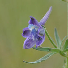 Load image into Gallery viewer, Close-up of the showy purple flower of Nuttall&#39;s Larkspur (Delphinium nuttallii). One of 100+ species of Pacific Northwest native plants available at Sparrowhawk Native Plants, Native Plant Nursery in Portland, Oregon.