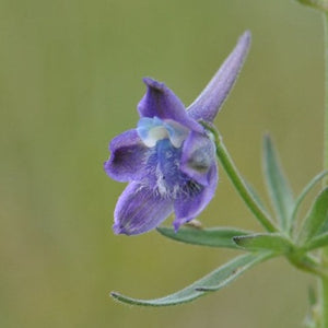 Close-up of the showy purple flower of Nuttall's Larkspur (Delphinium nuttallii). One of 100+ species of Pacific Northwest native plants available at Sparrowhawk Native Plants, Native Plant Nursery in Portland, Oregon.
