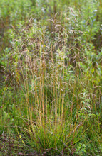 Load image into Gallery viewer, Growth habit of tufted hair grass (Deschampsia cespitosa) in a meadow. One of the 150+ Pacific Northwest native plants offered by Sparrowhawk Native Plants Nursery in Portland, Oregon