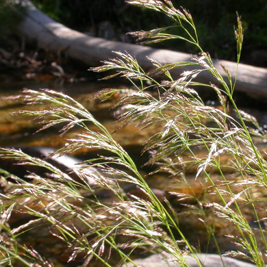 Feathery inflorescence of tufted hair grass (Deschampsia cespitosa). One of the 150+ Pacific Northwest native plants offered by Sparrowhawk Native Plants Nursery in Portland, Oregon