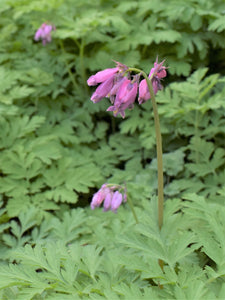 Close-up of pink-flowering Pacific Bleeding Heart flower (Dicentra formosa). One of 100+ species of Pacific Northwest native plants available at Sparrowhawk Native Plants, Native Plant Nursery in Portland, Oregon.