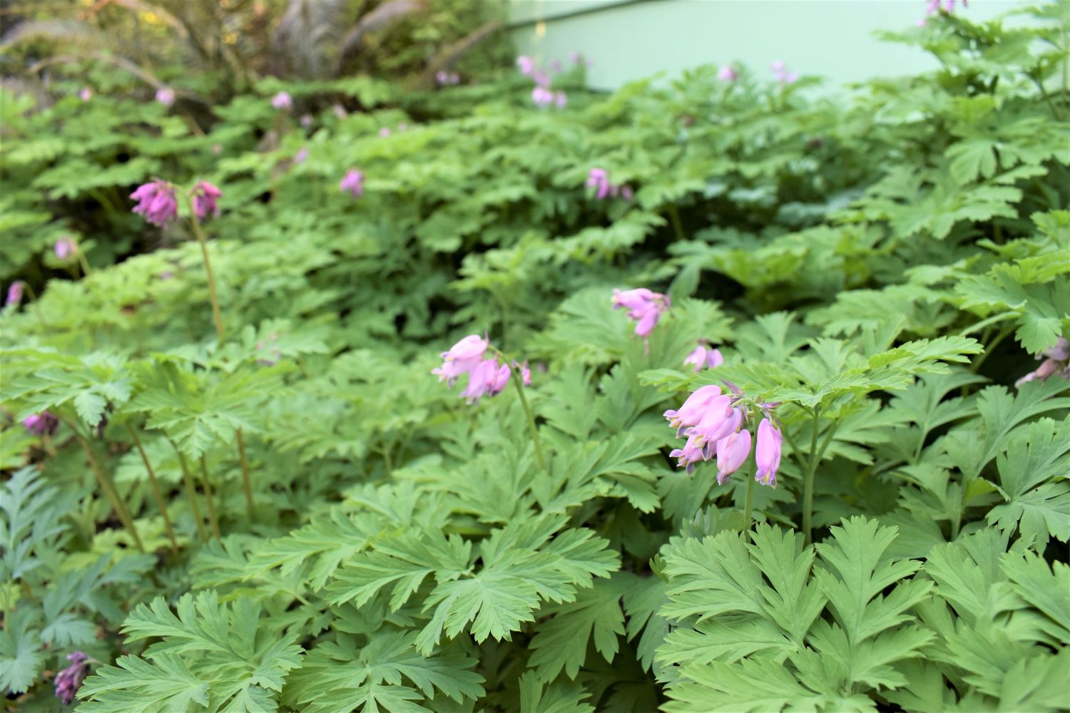 bleeding heart flower seed Pacific Bleeding Heart – Sparrowhawk Native Plants