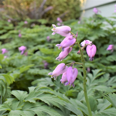 Close-up of pink-flowering Pacific Bleeding Heart flower (Dicentra formosa). One of 100+ species of Pacific Northwest native plants available at Sparrowhawk Native Plants, Native Plant Nursery in Portland, Oregon.