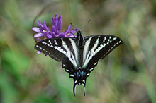 Load image into Gallery viewer, Swallowtail butterfly perched on the purplish flower of Field Cluster-Lily or Ookaw (Dichelostemma congestum). One of 100+ species of Pacific Northwest native plants available at Sparrowhawk Native Plants, Native Plant Nursery in Portland, Oregon.