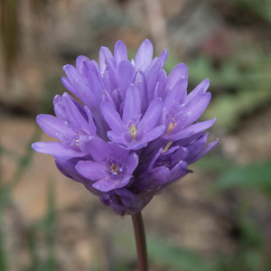 Close-up of the purplish flower of Field Cluster-Lily or Ookaw (Dichelostemma congestum). One of 100+ species of Pacific Northwest native plants available at Sparrowhawk Native Plants, Native Plant Nursery in Portland, Oregon.
