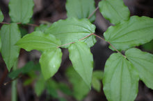 Load image into Gallery viewer, Close-up of the stems and leaves of Hooker’s Fairybells (Prosartes hookeri). One of 100+ species of Pacific Northwest native plants available at Sparrowhawk Native Plants, Native Plant Nursery in Portland, Oregon.