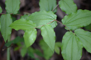 Close-up of the stems and leaves of Hooker’s Fairybells (Prosartes hookeri). One of 100+ species of Pacific Northwest native plants available at Sparrowhawk Native Plants, Native Plant Nursery in Portland, Oregon.