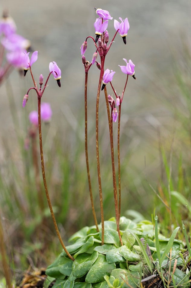 lavender shooting star plant Broad-leaved Shooting Star – Sparrowhawk Native Plants