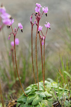 Load image into Gallery viewer, Growth habit of broad-leaved or Henderson&#39;s shooting star (Dodecatheon hendersonii). One of the 100+ stunning Pacific Northwest native plant available at Sparrowhawk Native Plants Nursery in Portland, Oregon.