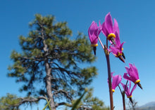 Load image into Gallery viewer, Close-up of the cheerful flowers of broad-leaved or Henderson&#39;s shooting star (Dodecatheon hendersonii). One of the 100+ stunning Pacific Northwest native plant available at Sparrowhawk Native Plants Nursery in Portland, Oregon.