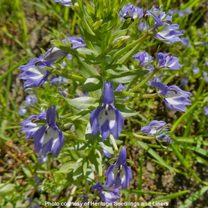 Close-up of the showy blue and white flowers of Elegant Calicoflower (Downingia elegans). One of 100+ species of Pacific Northwest native plants available at Sparrowhawk Native Plants, Native Plant Nursery in Portland, Oregon.