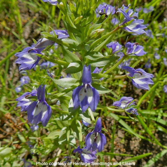 Elegant Calicoflower – Sparrowhawk Native Plants