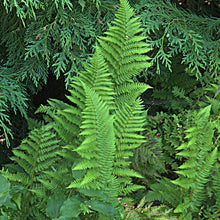 Load image into Gallery viewer, Growth habit of coastal wood fern (Dryopteris arguta). One of 100+ species of Pacific Northwest native plants available at Sparrowhawk Native Plants, Native Plant Nursery in Portland, Oregon.