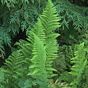 Growth habit of coastal wood fern (Dryopteris arguta). One of 100+ species of Pacific Northwest native plants available at Sparrowhawk Native Plants, Native Plant Nursery in Portland, Oregon.