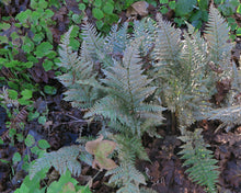 Load image into Gallery viewer, Frilly, slightly stressed fronds of coastal wood fern (Dryopteris arguta). One of 100+ species of Pacific Northwest native plants available at Sparrowhawk Native Plants, Native Plant Nursery in Portland, Oregon.