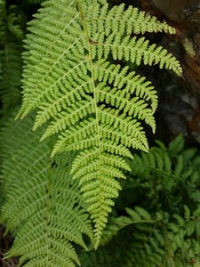 Frond of Spreading Wood Fern (Dryopteris expansa). One of 150+ species of Pacific Northwest native plants available at Sparrowhawk Native Plants, Native Plant Nursery in Portland, Oregon. 