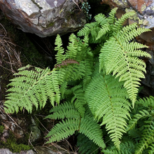 Load image into Gallery viewer, Growth habit of Spreading Wood Fern (Dryopteris expansa). One of 150+ species of Pacific Northwest native plants available at Sparrowhawk Native Plants, Native Plant Nursery in Portland, Oregon. 