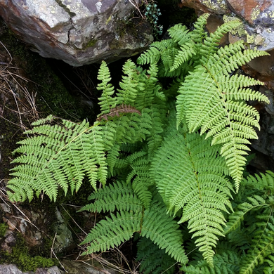 Growth habit of Spreading Wood Fern (Dryopteris expansa). One of 100+ species of Pacific Northwest native plants available at Sparrowhawk Native Plants, Native Plant Nursery in Portland, Oregon. 