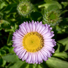 Load image into Gallery viewer, Close-up of the showy lavender flower of seaside daisy (Erigeron glaucus). One of 100+ species of Pacific Northwest native plants available at Sparrowhawk Native Plants, Native Plant Nursery in Portland, Oregon.