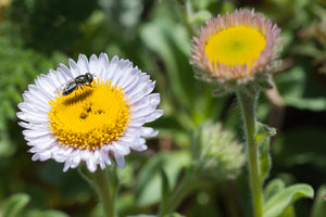 Small bug sits on pale flower of seaside daisy (Erigeron glaucus). One of 100+ species of Pacific Northwest native plants available at Sparrowhawk Native Plants, Native Plant Nursery in Portland, Oregon.