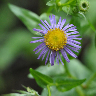 Close-up of the showy purple flower of Showy Daisy (Erigeron speciosus). One of 100+ species of Pacific Northwest native plants available at Sparrowhawk Native Plants, Native Plant Nursery in Portland, Oregon.