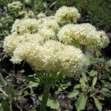 Load image into Gallery viewer, Close-up of the showy white flower of arrowleaf buckwheat (Eriogonum compositum). One of 150+ species of Pacific Northwest native plants available at Sparrowhawk Native Plants, Native Plant Nursery in Portland, Oregon.