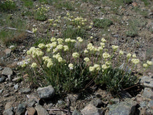 Load image into Gallery viewer, A population of creamy-flowered arrowleaf buckwheat (Eriogonum compositum). One of 100+ species of Pacific Northwest native plants available at Sparrowhawk Native Plants, Native Plant Nursery in Portland, Oregon.
